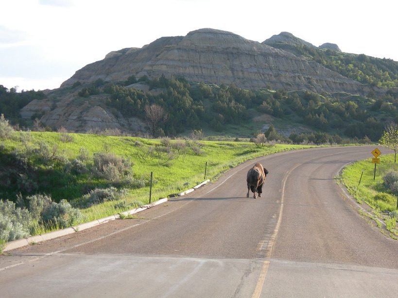 Theodore Roosevelt National Park Loop