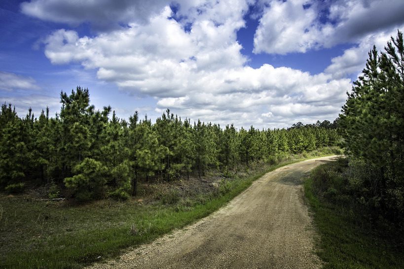 The Toledo Bend Forest Byway