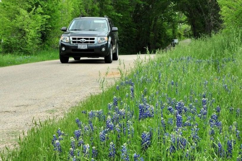 Bluebonnet Trail