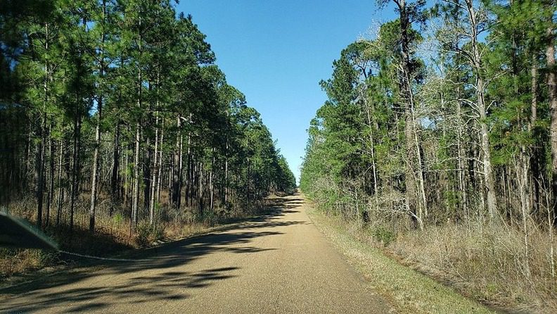 The Kisatchie Forest Run