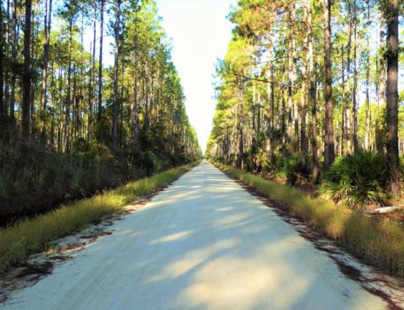  The Ocala National Forest Loop
